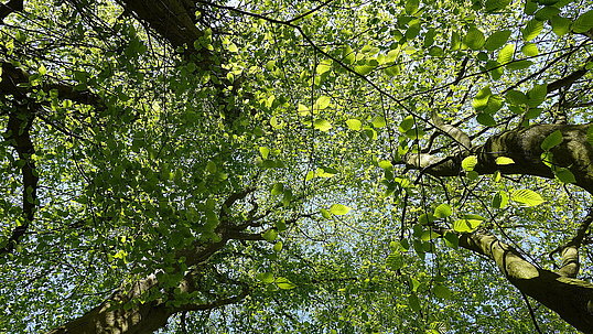 Bäume im Schlosspark. Schloss Borbeck, ©ruhrtropolis.de